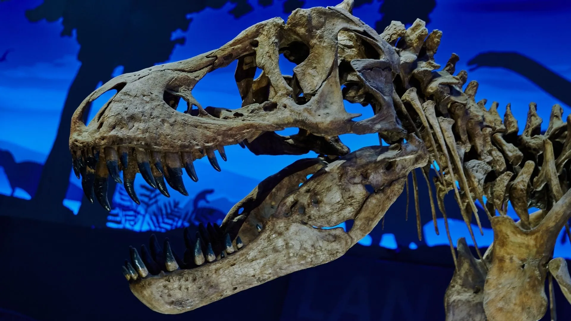 Esqueleto de dinosaurio exhibido en un museo con fondo azul