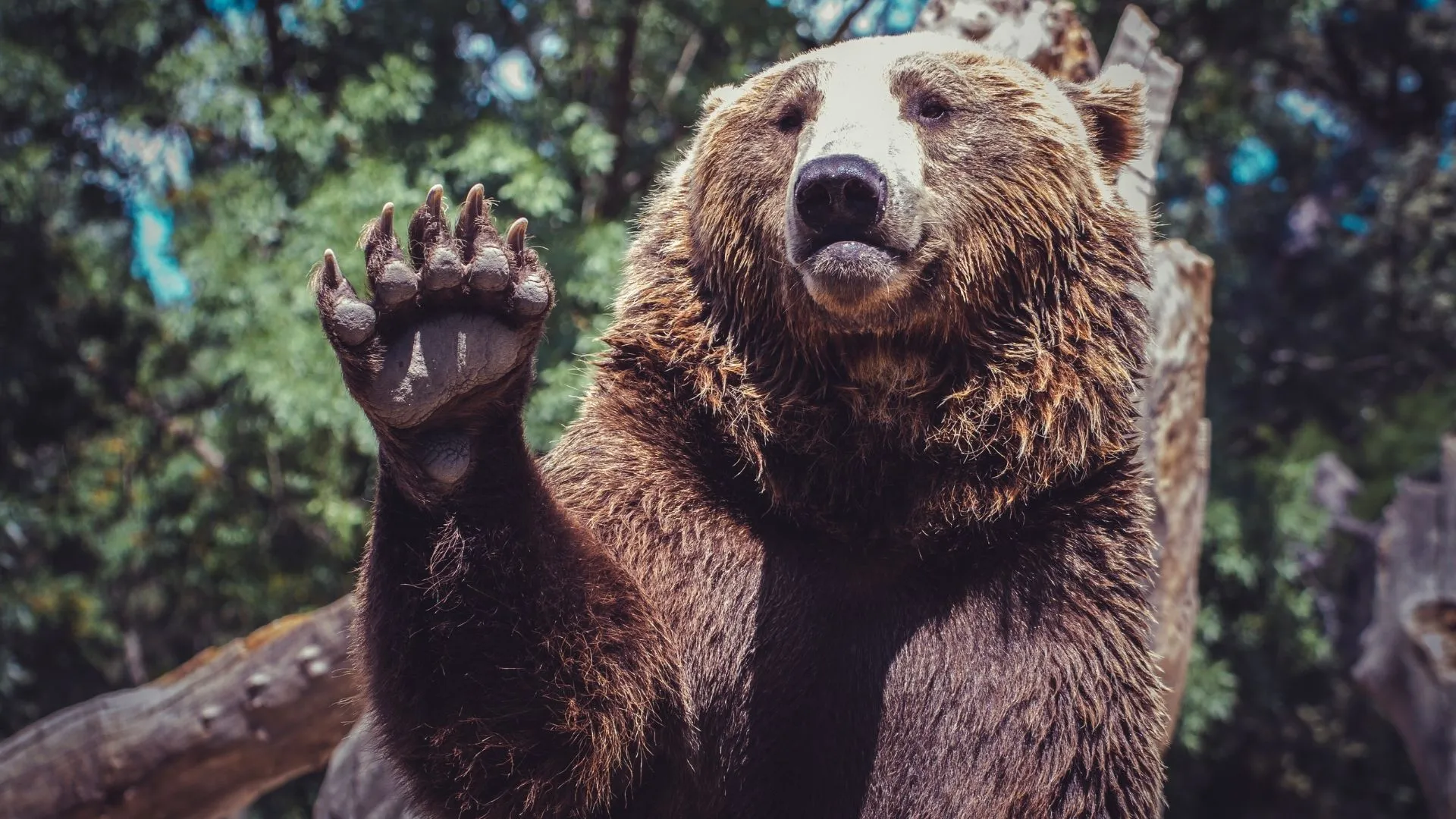 Oso grizzly levantando una pata en un bosque, imagen para un artículo sobre las mejores películas de osos.