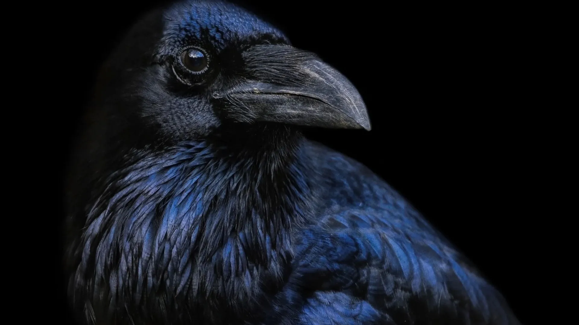 Cuervo negro, símbolo asociado a la obra de Edgar Allan Poe.
